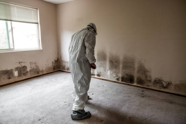 Best Specialized Mold Remediation in Jacksonville, AR